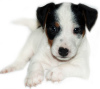 Zdjęcie №1. jack russell terrier - na sprzedaż w Krym | negocjowane | Zapowiedź №8900