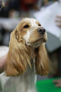 Dodatkowe zdjęcia: Angielski szczeniak cocker spaniel