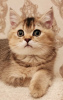 Zdjęcie №1. kot brytyjski krótkowłosy - na sprzedaż w Химки | negocjowane | Zapowiedź № 19314