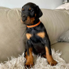 Zdjęcie №1. doberman - na sprzedaż w Oslo | 2302zł | Zapowiedź №80679