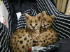 Zdjęcie №3. Tren serval cattunge do adopcji i savanne f1 catt do salgs. Norwegia