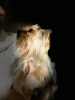 Zdjęcie №1. Usługi krycia - rasa: yorkshire terrier. Cena - negocjowane