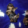 Zdjęcie №4. Sprzedam yorkshire terrier w Mińsk. hodowca - cena - 2231zł