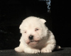 Zdjęcie №2 do zapowiedźy № 70811 na sprzedaż  west highland white terrier - wkupić się Federacja Rosyjska prywatne ogłoszenie, od żłobka, hodowca