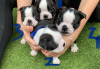 Zdjęcie №3. Urocze szczenięta Boston Terrier do bezpłatnej adopcji. Niemcy