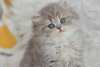 Zdjęcie №1. kot brytyjski długowłosy - na sprzedaż w Dnipro | 3565zł | Zapowiedź № 51380