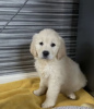 Zdjęcie №1. golden retriever - na sprzedaż w Santiago | negocjowane | Zapowiedź №42789