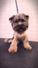 Zdjęcie №2 do zapowiedźy № 97740 na sprzedaż  yorkshire terrier - wkupić się Niemcy prywatne ogłoszenie
