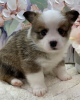 Zdjęcie №3. Sprzedam szczenięta Corgi zarejestrowane w AKc Business WhatsApp 37256062792. Finlandia