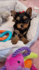 Zdjęcie №1. yorkshire terrier - na sprzedaż w Nowy Jork | 990zł | Zapowiedź №112309