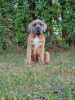 Zdjęcie №3. Cane Corso Italiano Puppies (FCI). Polska