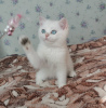 Zdjęcie №2 do zapowiedźy № 10971 na sprzedaż  kot brytyjski krótkowłosy - wkupić się Federacja Rosyjska od żłobka
