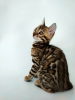 Zdjęcie №1. kot bengalski - na sprzedaż w Borispol | 3820zł | Zapowiedź № 16507