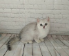 Zdjęcie №2 do zapowiedźy № 9566 na sprzedaż  kot brytyjski krótkowłosy - wkupić się Federacja Rosyjska hodowca