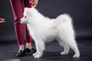 Dodatkowe zdjęcia: Samoyed. Inteligentny chłopak