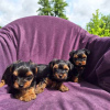 Zdjęcie №1. yorkshire terrier - na sprzedaż w Валево | negocjowane | Zapowiedź №103829