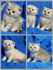 Zdjęcie №2 do zapowiedźy № 52263 na sprzedaż  chinchilla cat - wkupić się Białoruś prywatne ogłoszenie