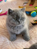Zdjęcie №1. kot brytyjski krótkowłosy - na sprzedaż w Texarkana | 1188zł | Zapowiedź № 96107