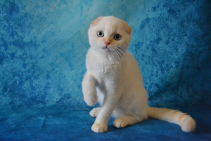 Zdjęcie №2 do zapowiedźy № 3127 na sprzedaż  scottish fold - wkupić się Federacja Rosyjska od żłobka, hodowca