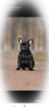 Zdjęcie №3. Pies Buldog Francuski. Federacja Rosyjska