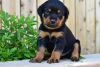 Zdjęcie №3. Wunderschöne Rottweiler-Welpen zur Adopcja. Niemcy