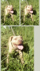 Dodatkowe zdjęcia: Pit bull terrier szczeniak