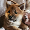 Dodatkowe zdjęcia: Shiba Inu, metryki ZKwP