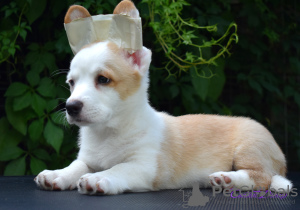 Zdjęcie №1. welsh corgi - na sprzedaż w Москва | 2505zł | Zapowiedź №7186