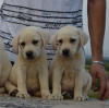 Zdjęcie №2 do zapowiedźy № 111767 na sprzedaż  labrador retriever - wkupić się Serbia hodowca