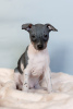 Zdjęcie №1. american hairless terrier - na sprzedaż w Kłajpeda | negocjowane | Zapowiedź №50214