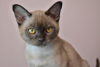 Zdjęcie №2 do zapowiedźy № 9730 na sprzedaż  kot burmski - wkupić się Federacja Rosyjska od żłobka, hodowca
