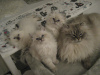 Zdjęcie №3. Sprzedam śliczne kocięta syberyjskie. Federacja Rosyjska