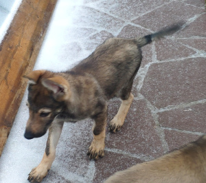 Zdjęcie №2 do zapowiedźy № 4556 na sprzedaż  wilczak czechosłowacki - wkupić się Federacja Rosyjska hodowca