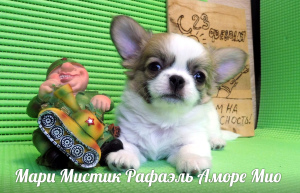 Dodatkowe zdjęcia: Szczenięta Chihuahua mini i standard, g - w i d - w