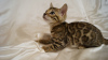 Zdjęcie №1. kot bengalski - na sprzedaż w Kurchatov | 3623zł | Zapowiedź № 9308