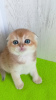 Zdjęcie №1. chinchilla cat - na sprzedaż w Карловка | 2511zł | Zapowiedź № 65601