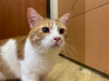 Dodatkowe zdjęcia: Cudowna ruda kotka Bonechka szuka domu i kochającej rodziny!