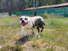 Zdjęcie №2 do zapowiedźy № 9961 na sprzedaż  pies nierasowy - wkupić się Polska od żłobka, hodowca