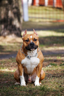 Dodatkowe zdjęcia: Hodowla oferuje eleganckie szczenięta dla American Staffordshire Terrier!