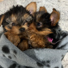 Zdjęcie №2 do zapowiedźy № 116173 na sprzedaż  yorkshire terrier - wkupić się Litwa 