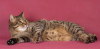 Dodatkowe zdjęcia: Cat Loaf jest w dobrych rękach!
