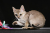Zdjęcie №1. kot singapurski - na sprzedaż w Indianapolis | 1188zł | Zapowiedź № 55580