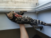 Zdjęcie №2 do zapowiedźy № 24038 na sprzedaż  kot bengalski - wkupić się Białoruś od żłobka, hodowca