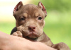 Zdjęcie №1. american bully - na sprzedaż w Warszawa | 4700zł | Zapowiedź №116994