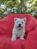 Zdjęcie №2 do zapowiedźy № 62249 na sprzedaż  west highland white terrier - wkupić się Polska hodowca