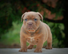 Zdjęcie №4. Sprzedam american bully w Москва. od żłobka - cena - 4125zł