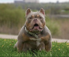 Dodatkowe zdjęcia: Hodowla American Bully oferuje szczenięta do rezerwacji