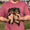 Zdjęcie №1. yorkshire terrier - na sprzedaż w Monachium | 872zł | Zapowiedź №42919