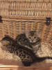 Zdjęcie №2 do zapowiedźy № 97925 na sprzedaż  kot bengalski - wkupić się Niemcy prywatne ogłoszenie, od żłobka