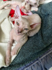 Zdjęcie №2 do zapowiedźy № 52169 na sprzedaż  kot doński sfinks - wkupić się Federacja Rosyjska prywatne ogłoszenie
